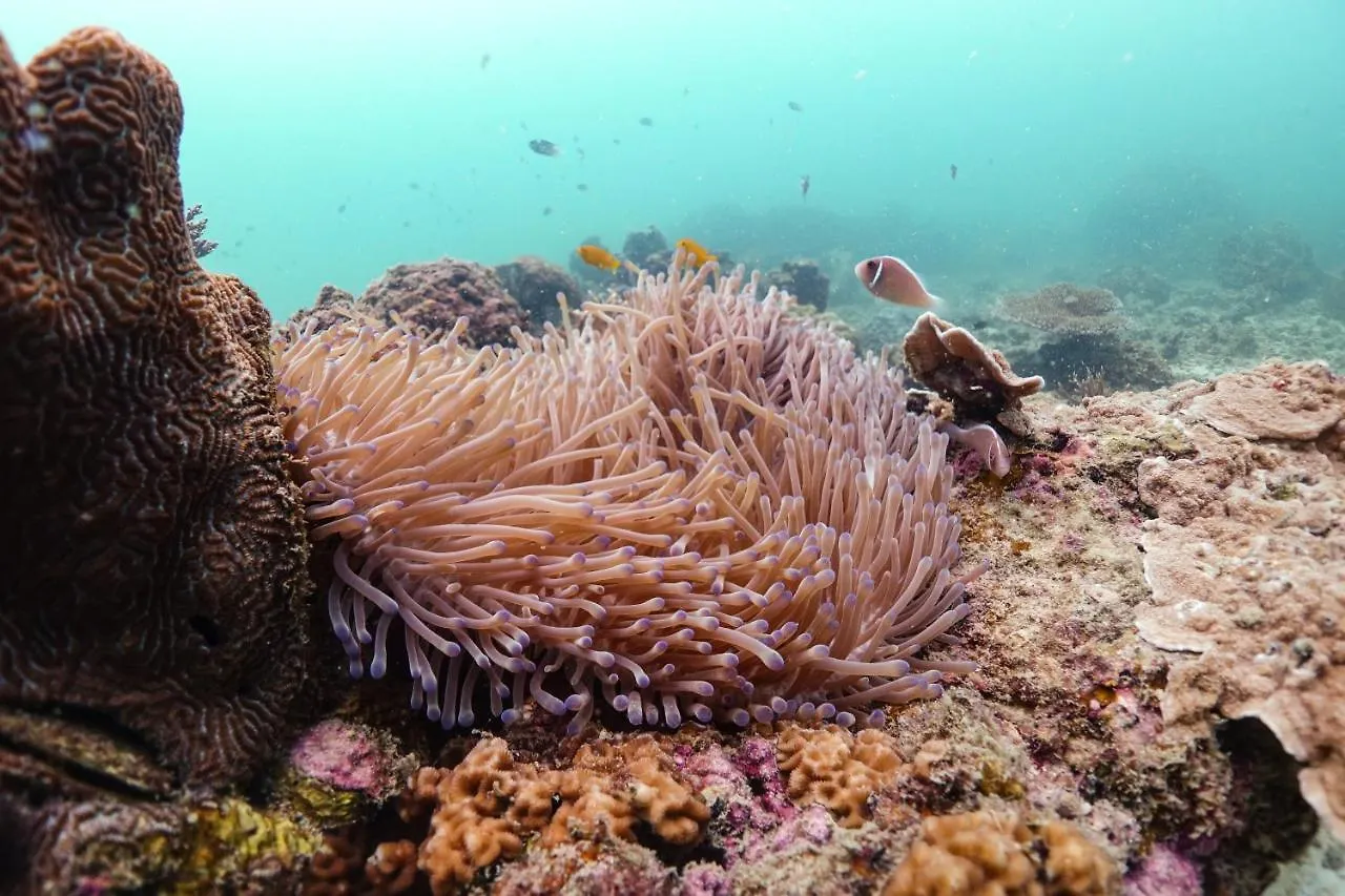 Hydronauts Diving Resort - Koh Tao 2*,